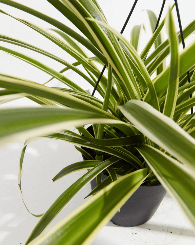 Spider plant for dental office