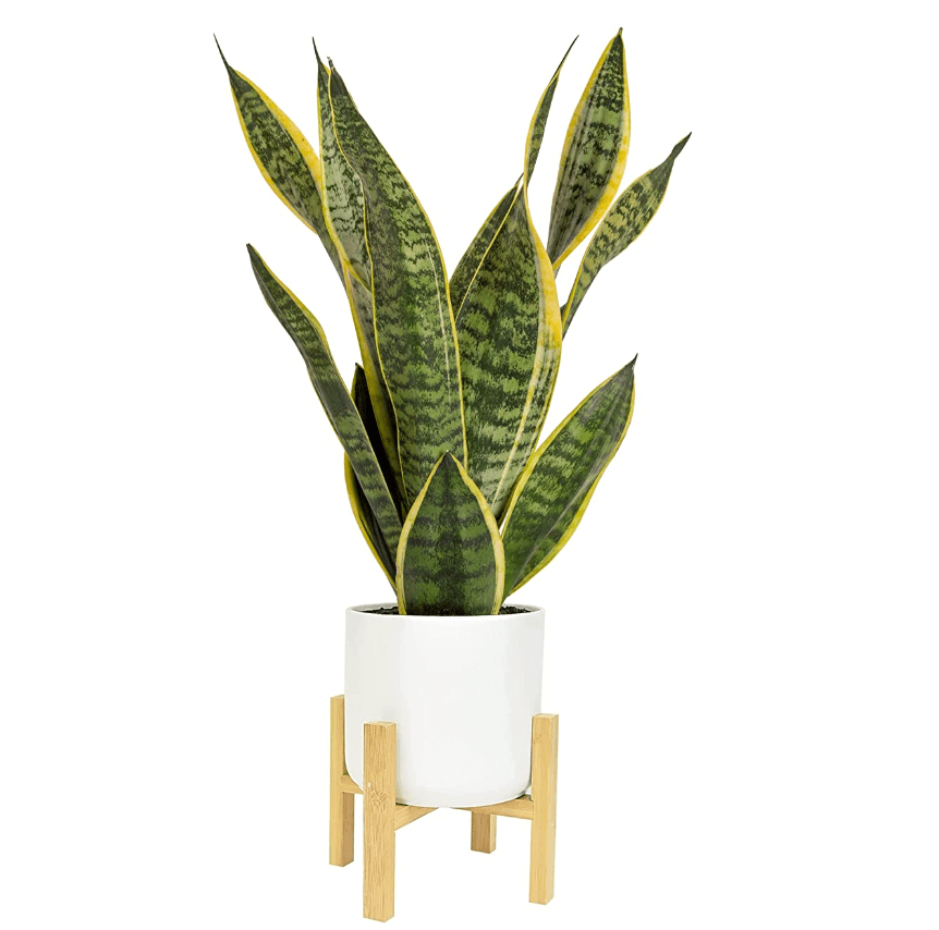 Snake plant for dental office