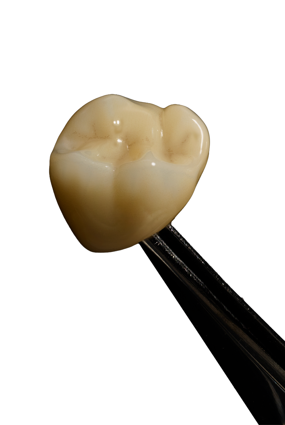 dandy_lab_polychromatic_crown_500x596-image-1